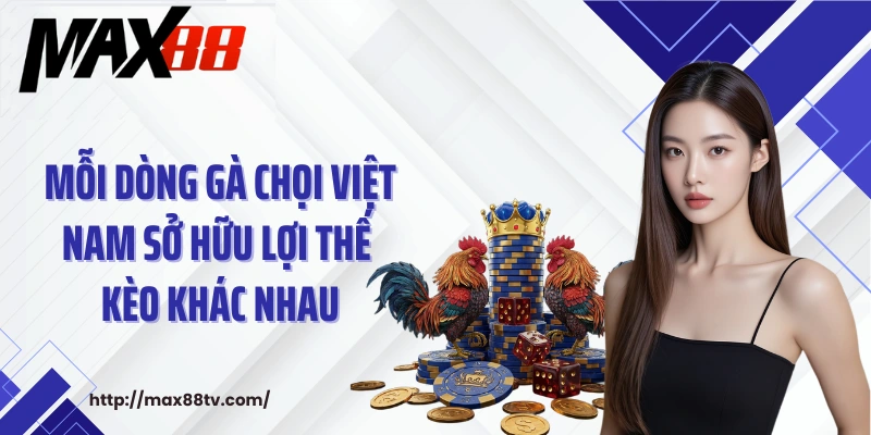 Mỗi dòng gà chọi Việt Nam sở hữu lợi thế kèo khác nhau